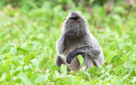 Silver leaf monkey
