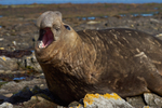 Male Elephant Seal