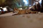Urban fox, Bristol, Wildlife Photography_0033