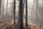 Winter Sunrays