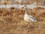 Snow Goose (juvenile), Bosque del Apache, New Mexico
