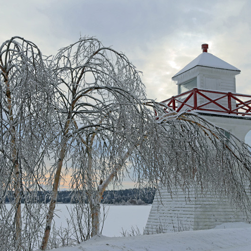 White birch appear doubled over from the weight of an icy buildup - the result of 42 continuous hours of freezing rain.