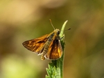 Large Skipper