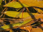 Large Red Damselflies