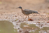 Sunbittern side profile, Porto Jofre, Mato Grosso, Brazil