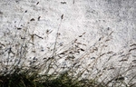 Grass and Wall