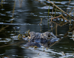 AnimalsCreatures 070