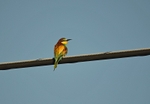 European Bee-eater