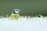 Blue Tit on frosty grass, Worcestershire