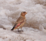 Crimson Winged Finch