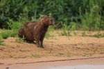Capybara (male) on river bank, Pantanal, Brazil