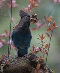 Stellars Jay with nesting material