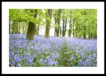 Bluebell Wood Fine art Norfolk photography by The Silent Photographer
