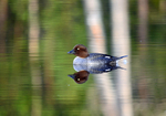 Goldeneye