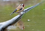 Goldfinch
