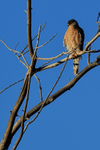 Cooper's Hawk portfolio
