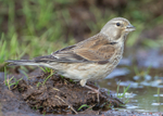 Linnet 2