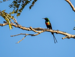 Beautiful Sunbird