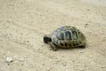 Hermann's Tortoise