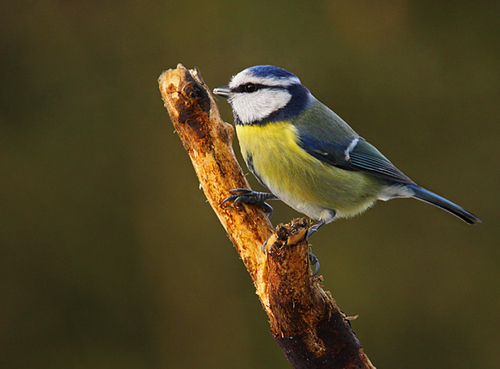[align=center]Blue Tit, Saddleworth, England[/align]