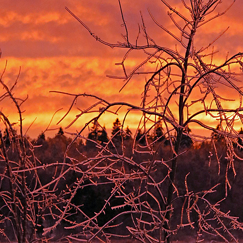 Iced over saplings reflect the colorful hues of a winter's sunset.