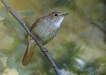 Nightingale