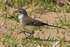 Cape Wagtail walking on sandy ground