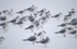 Black-Headed Gull