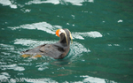 Tufted puffin