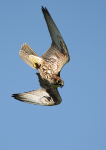 Saker Falcon