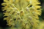 Dendrodium Speciosum