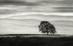 Tree and Layers
