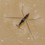 3. Common Pond Skater