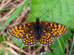 Heath Fritillary