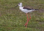 Black-winged Stilt portfolio