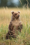 Grizzly Bear cub sitting upright, Lake Clark National Park, Alaska