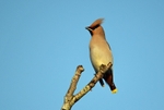 Waxwing