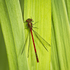 Red on green