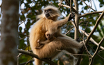 Golden Langur