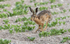 Hare in motion