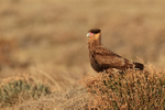 Crested Caracara, Torres del Paine, Chile