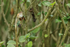 Scintillant Hummingbird (female) stretching, Boquete, Panama