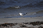 Common Gull