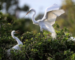 Great Egret approach to nest, Venice Rookery, Florida