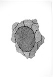 Fray and Fragment 9, Indian Ink on Paper, 59cm x 84cm