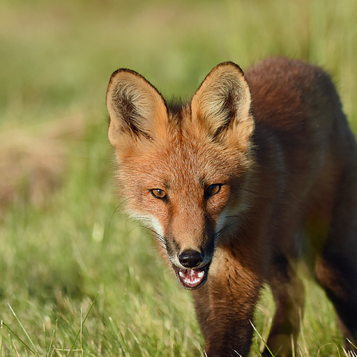 A red fox kit @ 18 weeks old.