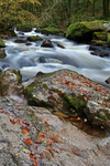 Golitha Falls - Dartmoor