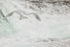 Glaucous-winged Gull flying, Brooks Falls, Katmai NP, Alaska
