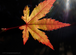 Maple