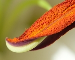 Lilly Stamen